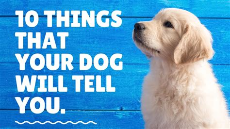 10 Things Your Dog Would Tell You Youtube