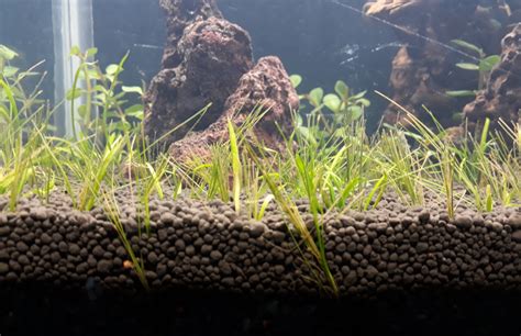 Dwarf Hairgrass Turning Brown The Planted Tank Forum