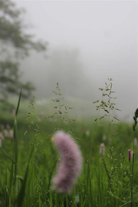 Fog Meadow Upper Resin Wild Free Photo On Pixabay Pixabay