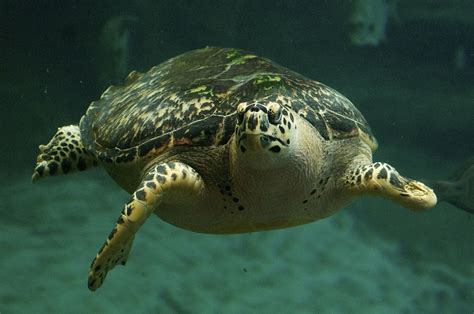Top 5 Places To See Sea Turtles Quietly