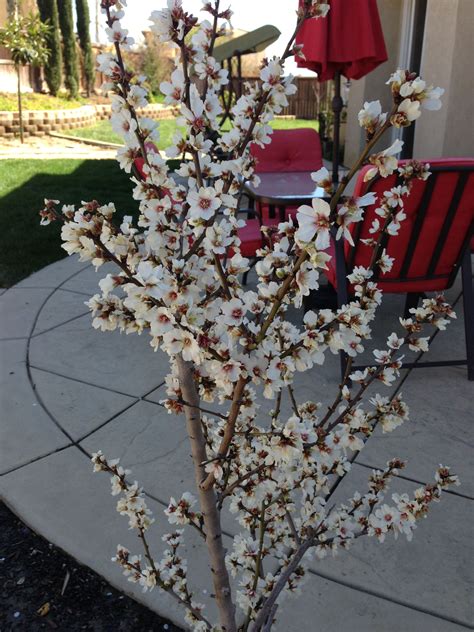All In One Almond Tree Its Such A Beautiful Blooming Tree And
