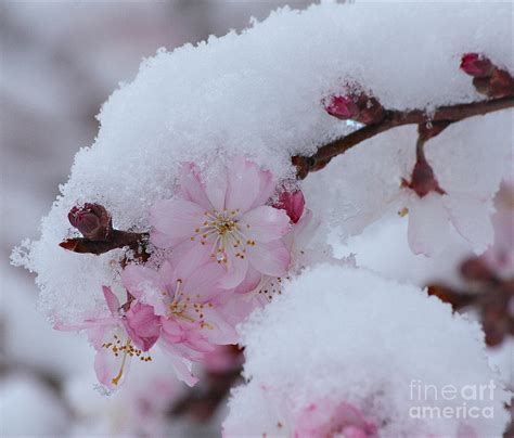 Snow Covered Cherry Blossoms Photograph By Luv Photography Fine Art