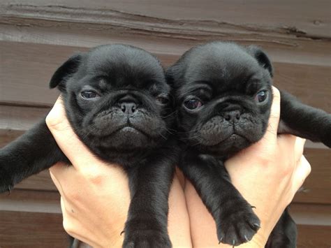 New and used items, cars, real estate, jobs, services, vacation we have lovely puggle puppies for sale! PugPugPug.com | Where are some good pug breeders in the ...