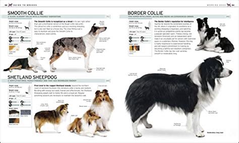 Identify a dog's breed, learn about its temperament, find similar dogs, and more. The Complete Dog Breed Book, New Edition - TOP3BST