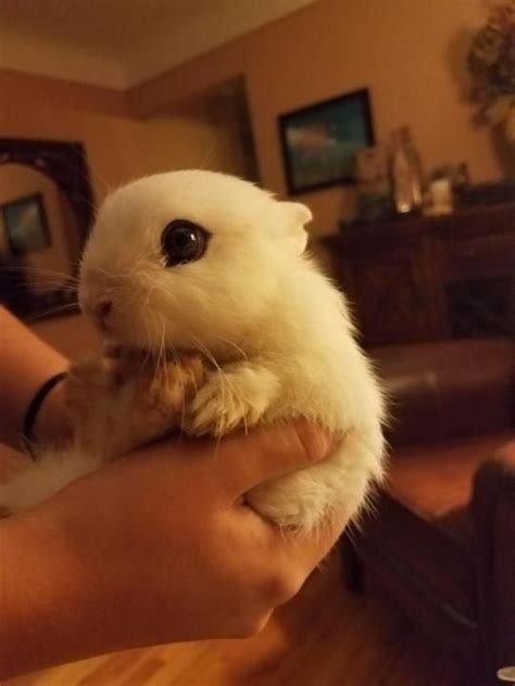 Dwarf Hotot Kit With Images Dwarf Hotot Cute Animals
