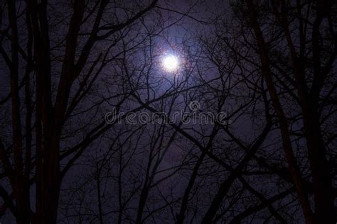 Full Moon In Cloudy Sky At Night Stock Photo Image Of Gray Forest