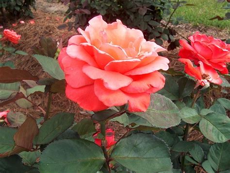 We did not find results for: Online Plant Guide - Rosa 'Artistry' / Artistry Rose