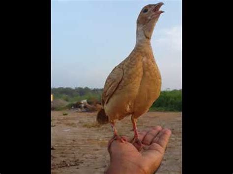 احنا نسميه االطير في عمان( صفرد). ‫صفرد باكستاني أليف ومدرب‬‎ - YouTube