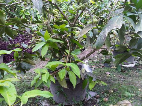 Jambu madu merupakan salah satu jenis jambu air dengan kualitas unggulan yang dimiliki di daerah kita. IMAN SUADINOTO: PANDUAN MENANAM JAMBU AIR MADU DELI