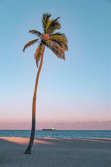 Photo Coconut Tree Seashore Beach Clear Sky Dawn Exotic Horizon