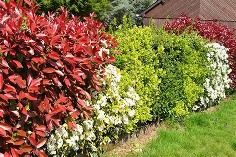 Haie Champêtre Taillée Arbuste Haie Arbustes De Jardin Haie