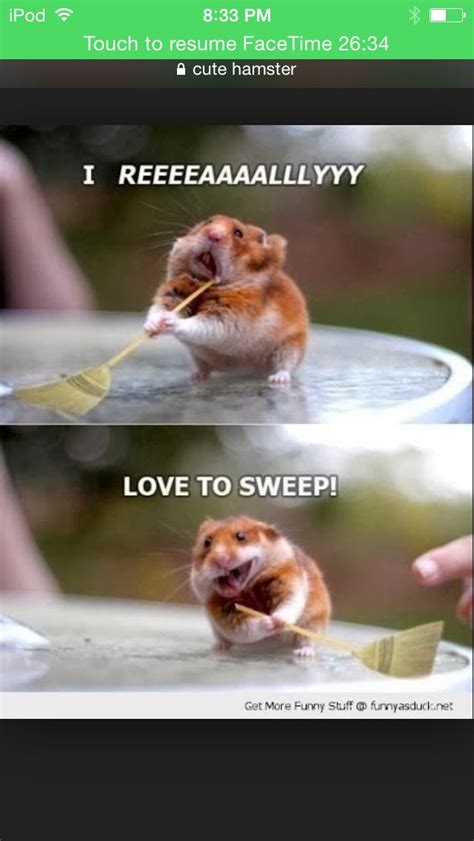 Clean Memes Hamster Grappige Memes