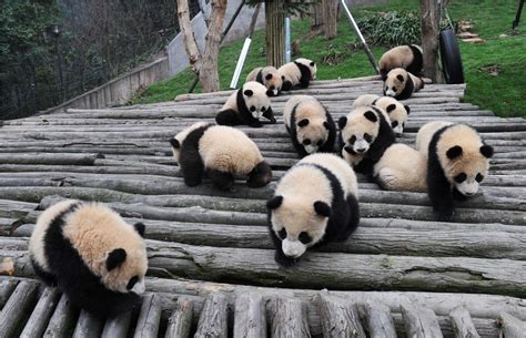Baby Panda Wallpapers Wallpaper Cave