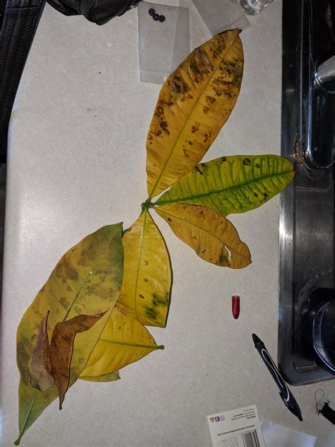 Check spelling or type a new query. money tree leaves turning yellow and falling off? why is my tree sick? #gardening #garden #DI ...