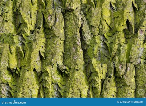Bark Of Tree Seamless Tileable Texture Royalty Free Stock Photography