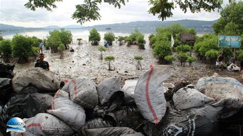 Kawasan Mangrove Kota Ambon Terancam Sampah Intim News