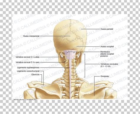 Neck Bones Anatomy - Anatomy Drawing Diagram
