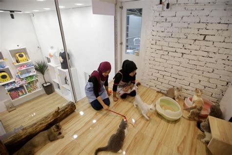 Pics Worlds First Luxury Hotel For Cats