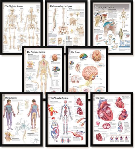 Pack Framed Anatomical Art Print Set Skeletal Understanding The