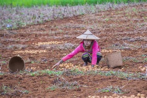 Young Myanmar Female Farmer Stock Image Image Of Field Economy 64700033