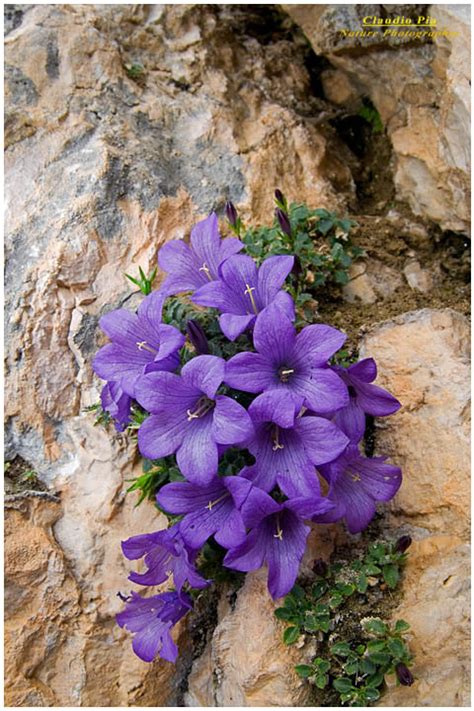 Foto d'archivio professionali su hydrangea flowers. Fiori alta quota, alpine flowers fiori di montagna, fiori alpini, genziana, stella alpina ...