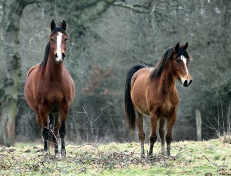 timbobaggins  breton horses