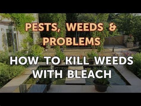 Will bleach kill grass and weeds like dandelions? How to Kill Weeds With Bleach - YouTube