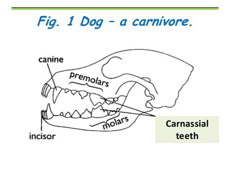 Sheep Teeth Diagram