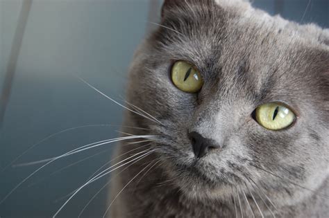 When we said there was a load of orange cat names, we weren't lion! A camera of my very own… | Conversation Pieces