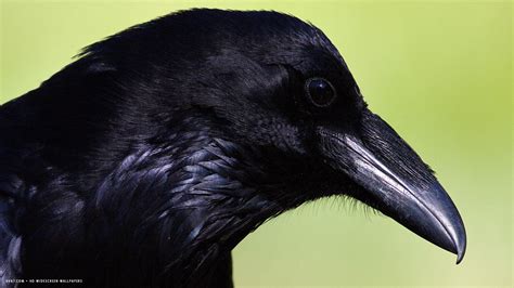 Raven Common Bird Black Head Hd Widescreen Wallpaper