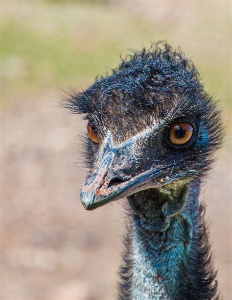 100 Free Beak Emu And Emu Images Pixabay