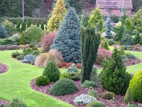 17 Chic Front Yard Garden With Dwarf Pine Tree Ideas Conifers Garden