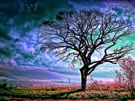 Beautiful Wallpapers For Desktop Big Tree Wallpapers Hd