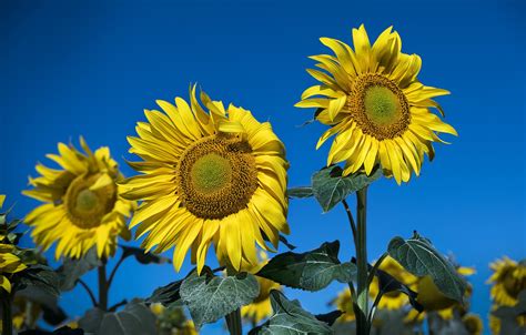 Blue Yellow Yellow Flowers Flowers Sunflowers Plants Wallpapers Hd