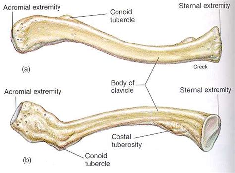 Clavicle Anatomy Study Buddy