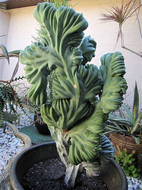 We select our cactus for sale from our greenhouses on the very day we ship to you. Very Rare Blue Crest Cactus Myrtillocactus Geometrizans, 4 ...