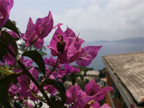 Yaptığınız aramaya benzer 950 adet ürün gösteriliyor. 3 fiori estivi da coltivare in vaso o in giardino ...
