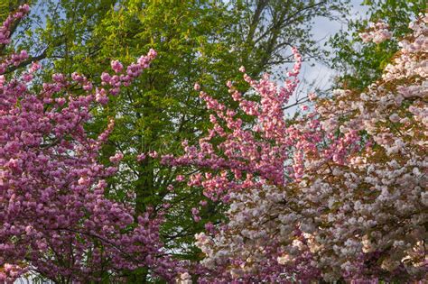 Alberi da fiore alberi alberi con fioritura. Alberi Con I Fiori Rosa In Primavera Fotografia Stock - Immagine di prugna, fiorito: 65819266