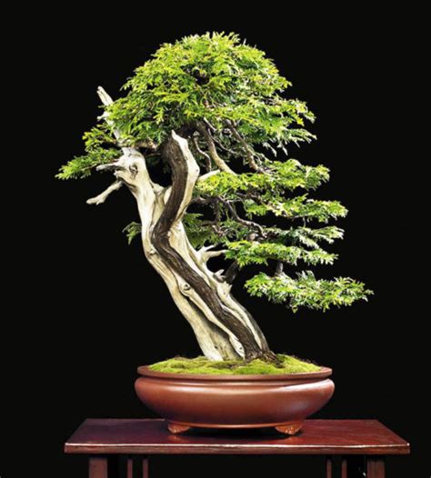 Two Splendid Cedar Bonsai Bonsai Bark