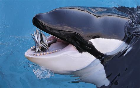 No evidence zoos and aquariums foster education or conservation