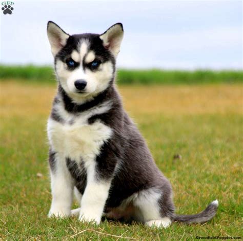 Ace Siberian Husky Puppy For Sale In Pennsylvania