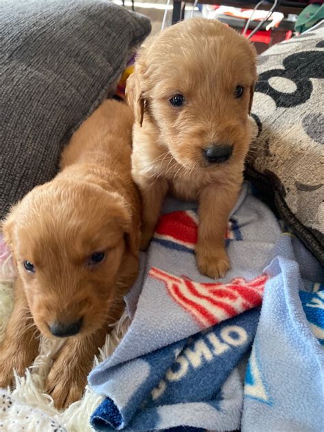 Golden Retrievers Dogs And Puppies For Rehoming Bedford Kijiji