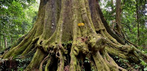Bangganya Pokok Cengal Terbesar Dunia Ada Di Terengganu Sama Tinggi