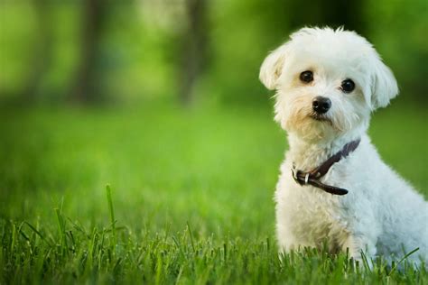 Top 10 Small Dog Breeds | petMD | PetMD