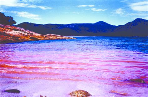 Whales have also died in large numbers. Noctiluca Scintillans Algal Blooms - Images | блог ...