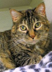 Our affordable pet vaccination clinics offer quality, preventive care to help ensure your pet's health & wellness. Adopt Buddy at Coon Rapids, MN Humane Society. 3 yr. old ...