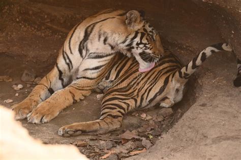 Male Subadult Tiger Of Khitauli Zone Of Bandhavgarh Stock Image Image