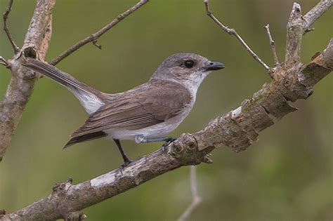 We did not find results for: Ciri-ciri Burung Kancilan Bakau dan Habitatnya Di Alam ...