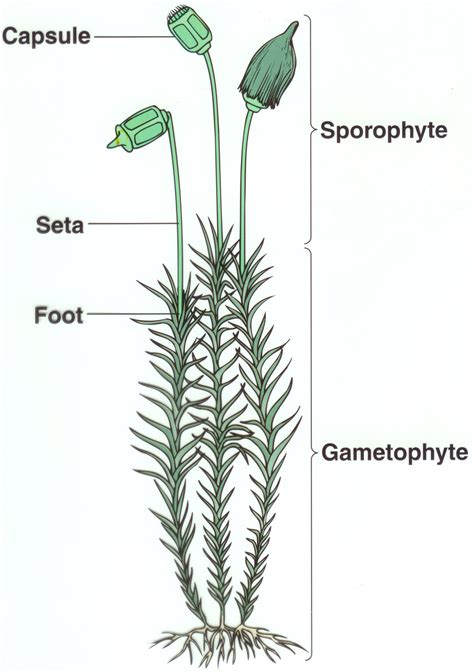 Nonvascular Plants Study Guide Inspirit