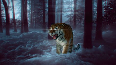 Mystic Tiger In Forest 4k 8k Wallpapers Hd Wallpapers